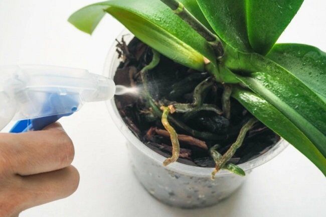 Как избавиться от мошек в орхидее